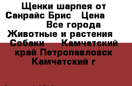 Щенки шарпея от Санрайс Брис › Цена ­ 30 000 - Все города Животные и растения » Собаки   . Камчатский край,Петропавловск-Камчатский г.